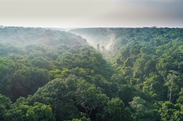 At COP28: Wildlife Conservation Society Applauds President Lula’s Proposal for a New Global Funding Mechanism As a Potential Turning Point for Tropical Forest Conservation